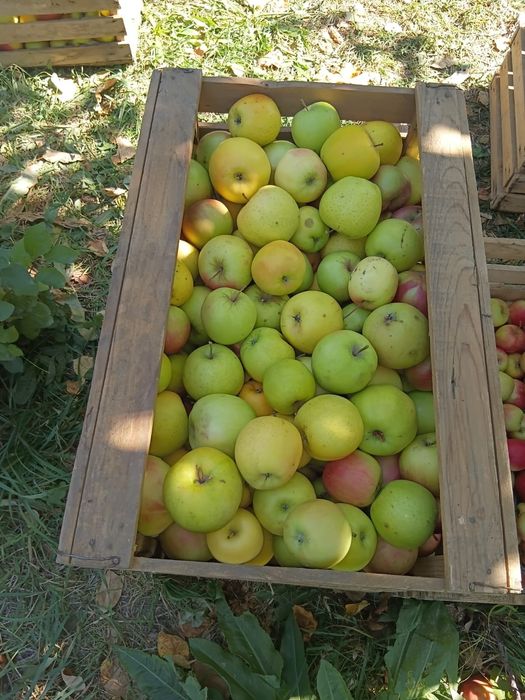 Продам яблоки на сок