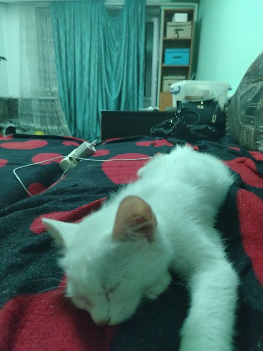 Отдам котёнка 2 - 3 месяца