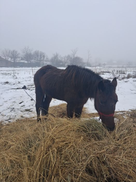 Vand iapa  varsta 12 ani orce proba