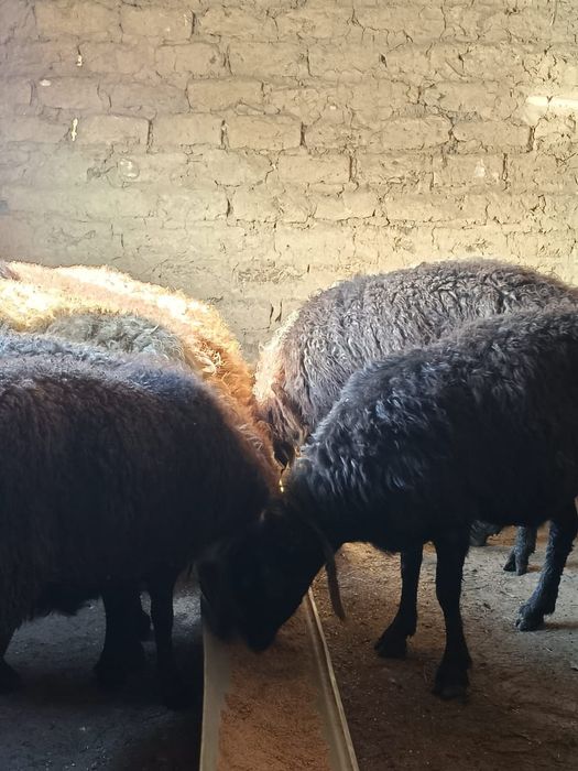 Семіз қойлар сатылады.