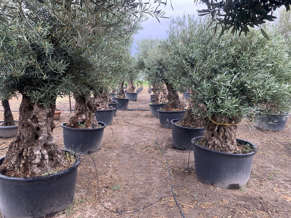 Maslini Seculari Spectaculari la ghiveci