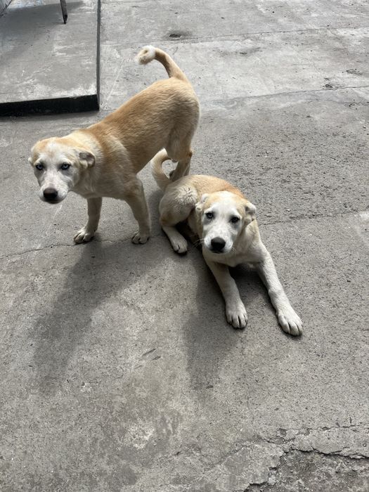 Продам щенков лабрадор хаски