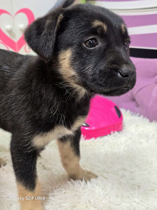 Девочка ищет дом