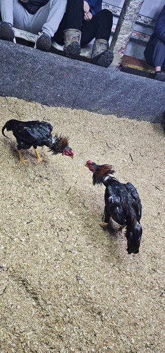 Дакан бойцовая птица