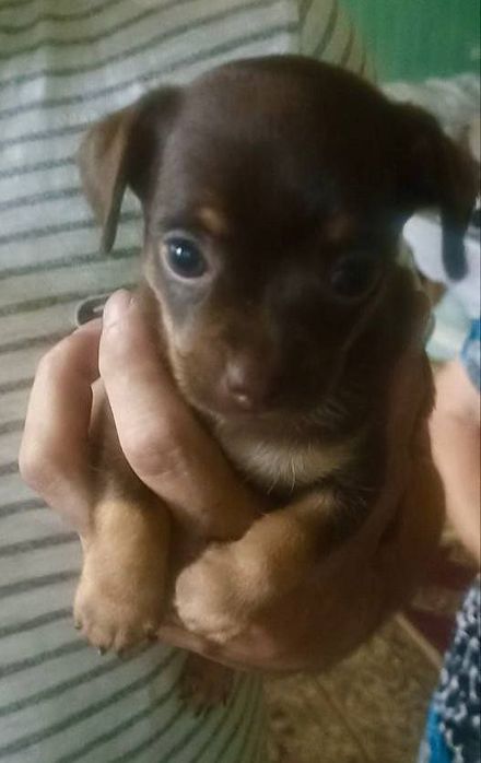 Очаровательные щенки чиахуа