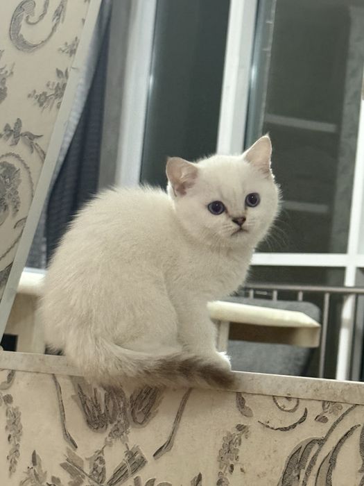 Котенок британская шиншилла 2 месяца девочка