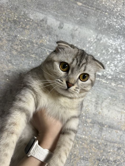 Отдам кошечку в хорошие руки