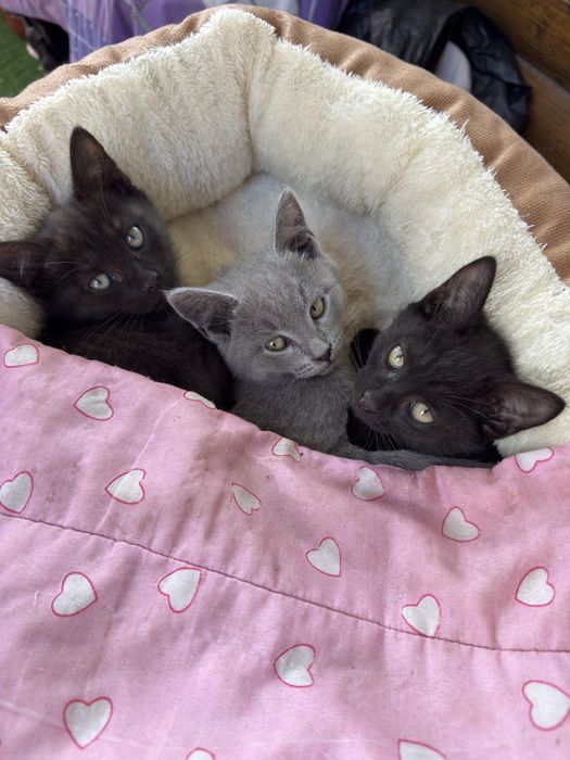 Котята отдам в любящие семьи