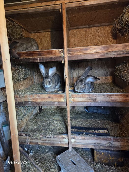 Vând iepuri Uriaș German Gri