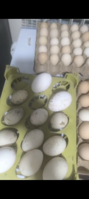 Утиные яйца пекинки башкирки