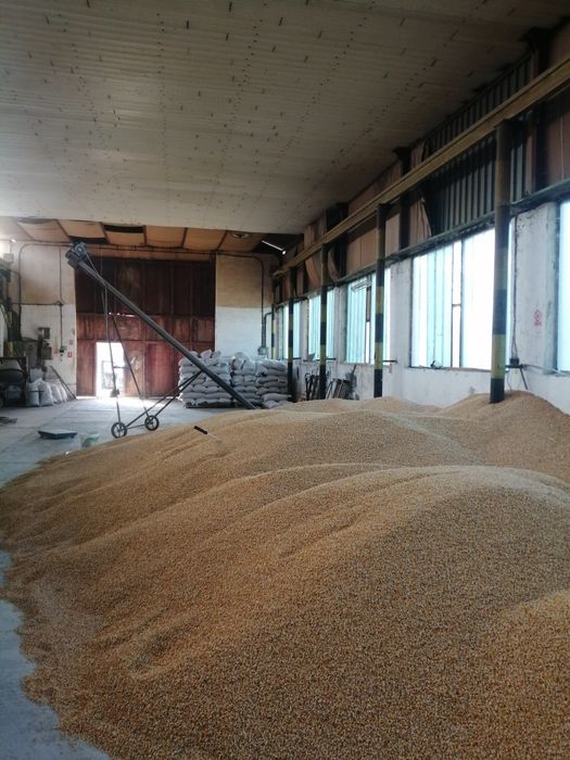 Porumb, graunte uscate