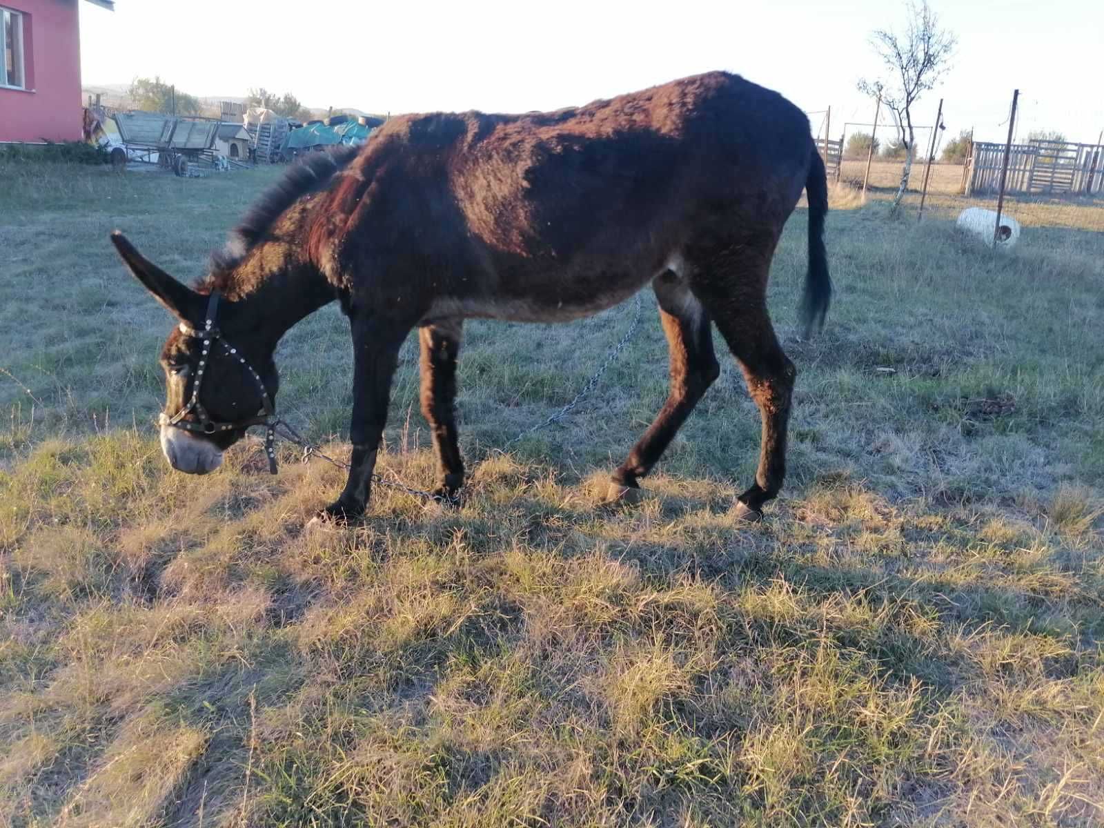 Продава се магаре гр. Елин Пелин • OLX.bg