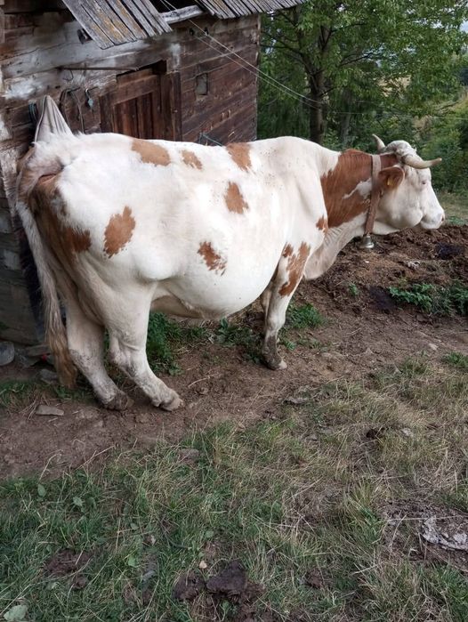 Vacă de Vânzare 8 Ani