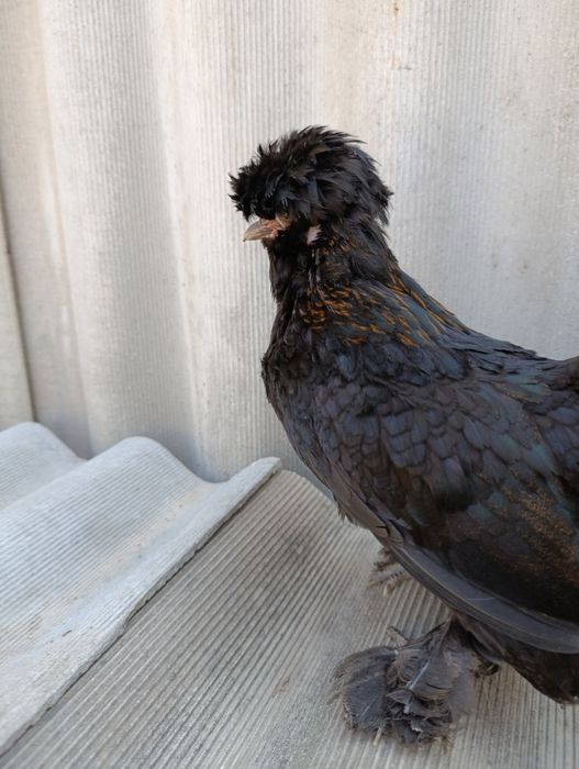 Султанка Курица.