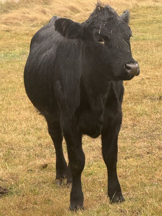 Junica  angus de vinzare