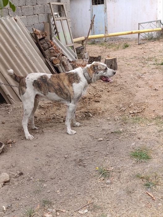 Alabay kuchuk 1,5 yosh