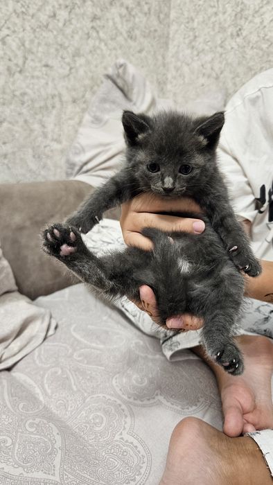 Котёнок девочка...