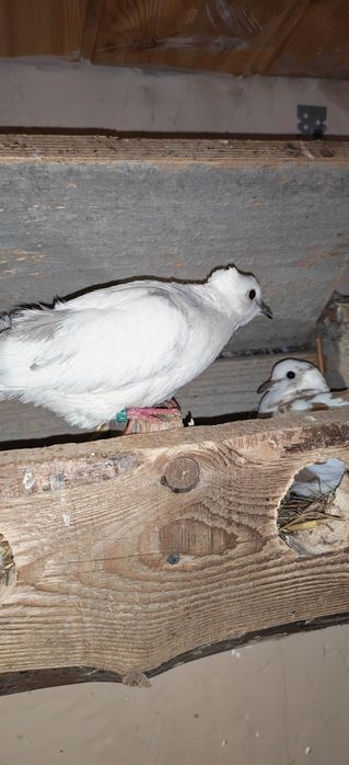 Turturele Rozătoare