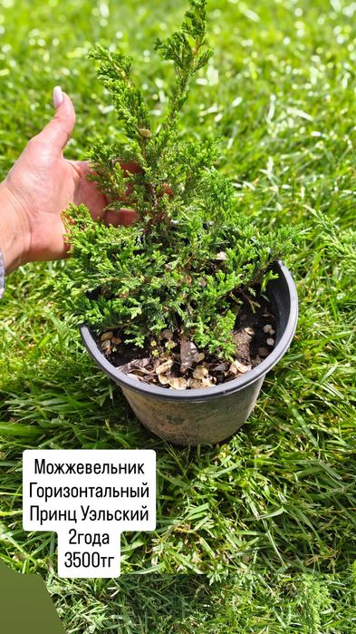 Цветы и растения для сада