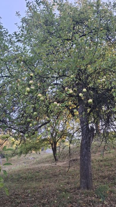 Vând mere de grădină