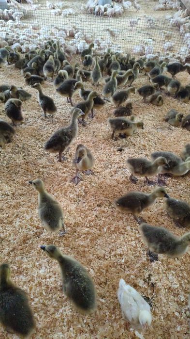 Подрощенная птица!