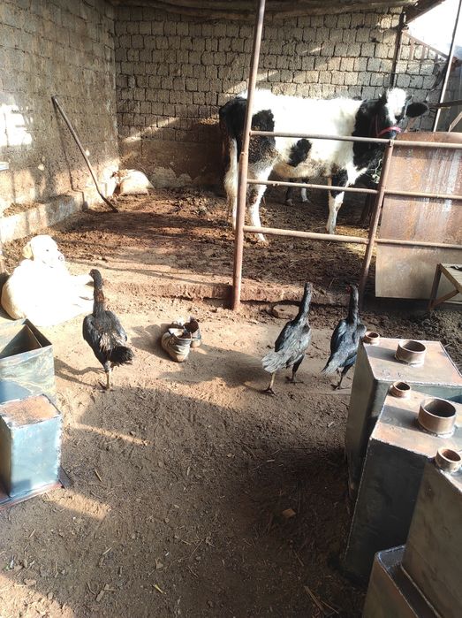 Grachi tovu zoti toza 700000 min