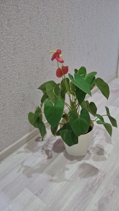 Комнатные цветы срочно продам