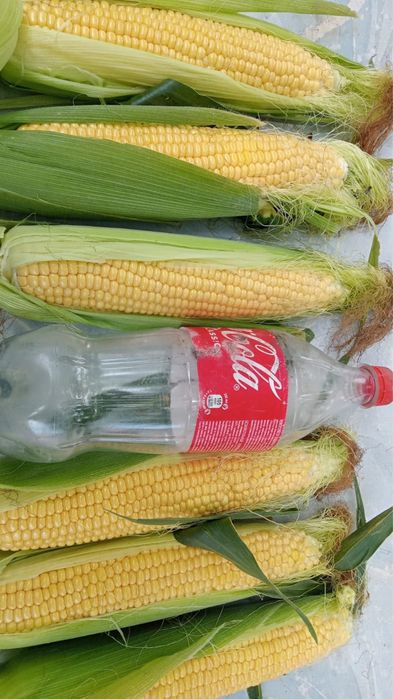 Кукуруза сладкая