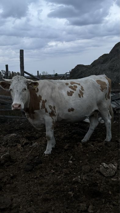 Продам корову.
