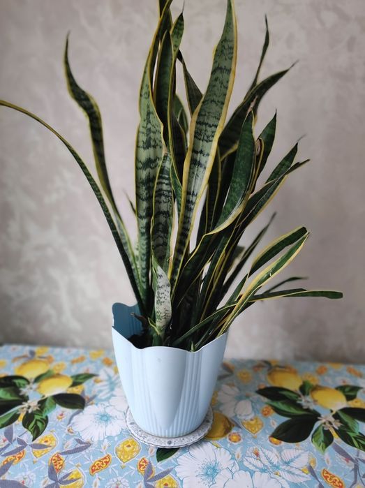 Сансевьера неприхотливая