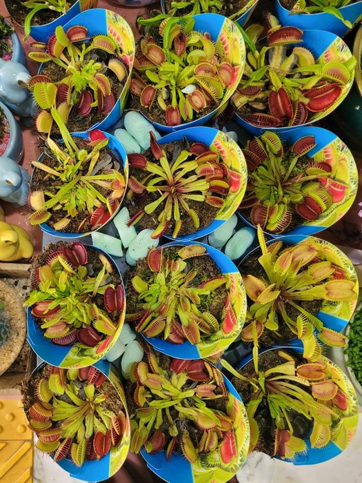 Мухоловка. Венерена мухоловка. Дионея