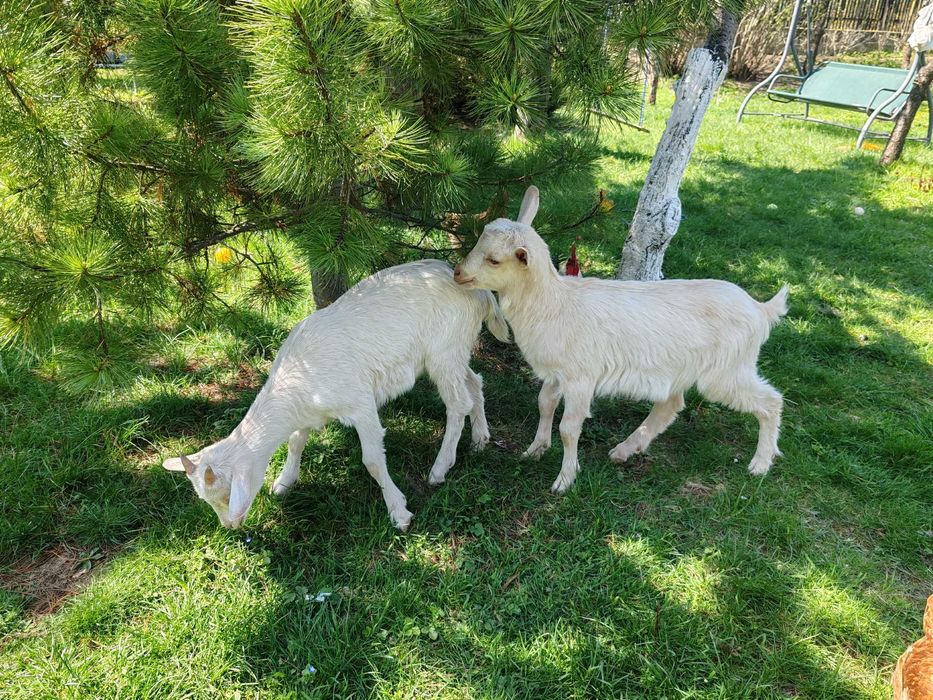 Iezi capre rasa Saanen