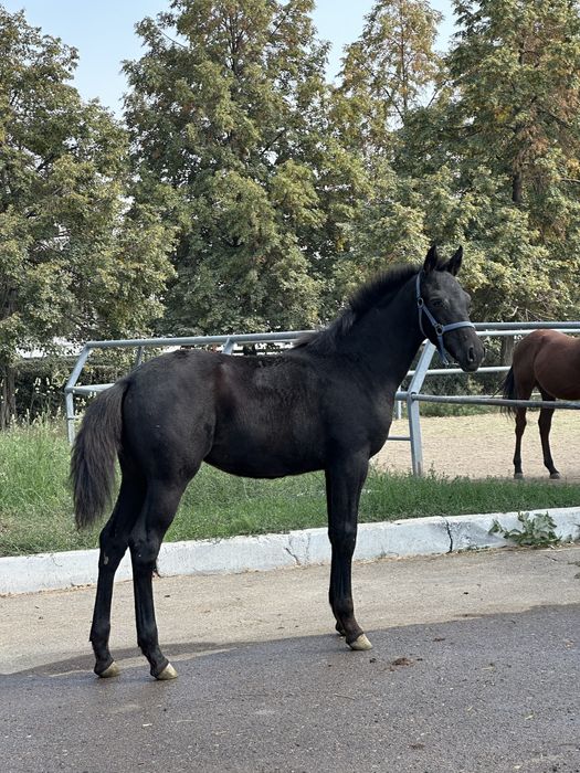 Кобыла с жеребенком