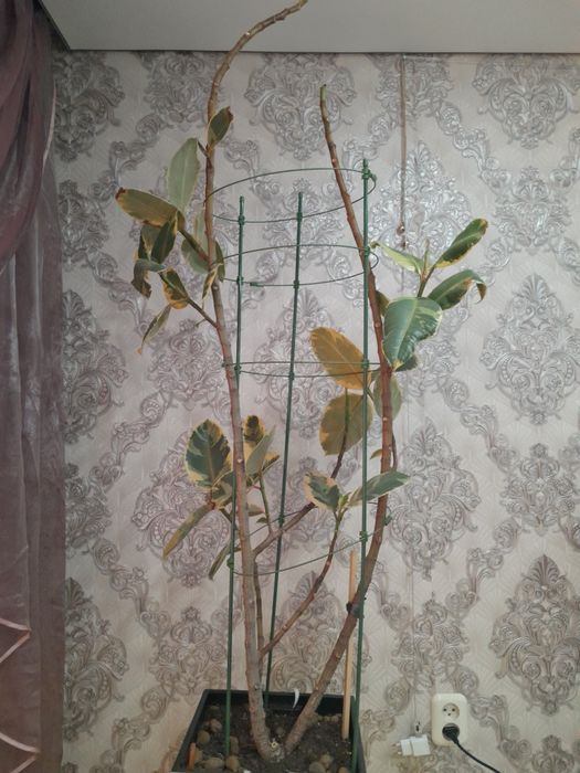 Продам комнатное растение