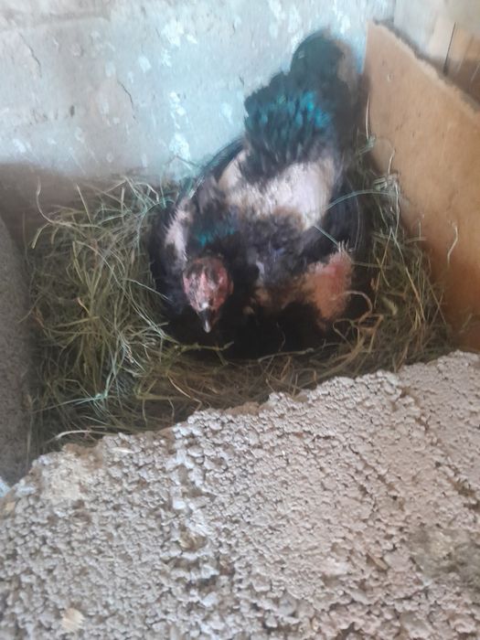 Продаётса КУРИК таук бойцовый
