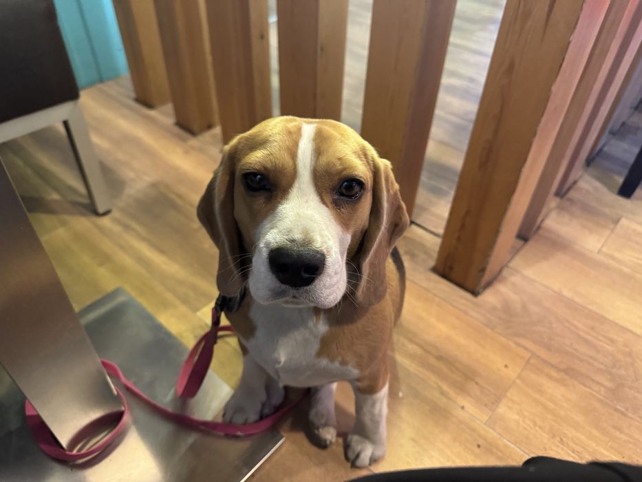 Продается Бигль.