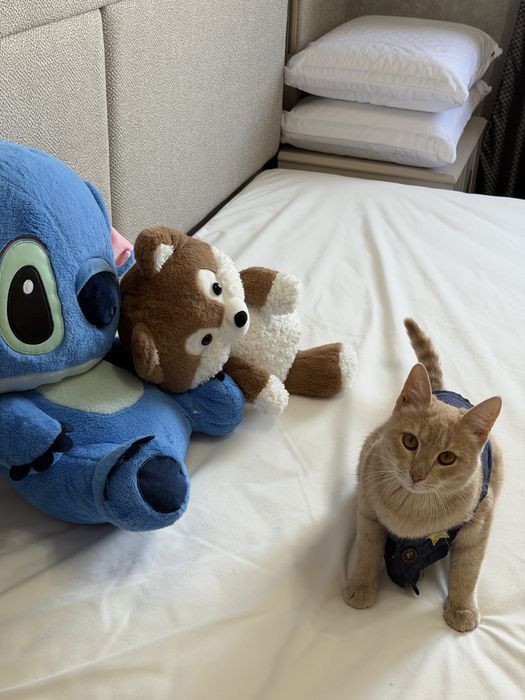 Отдам кота даром