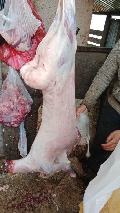 Тоқты Қой сатылады