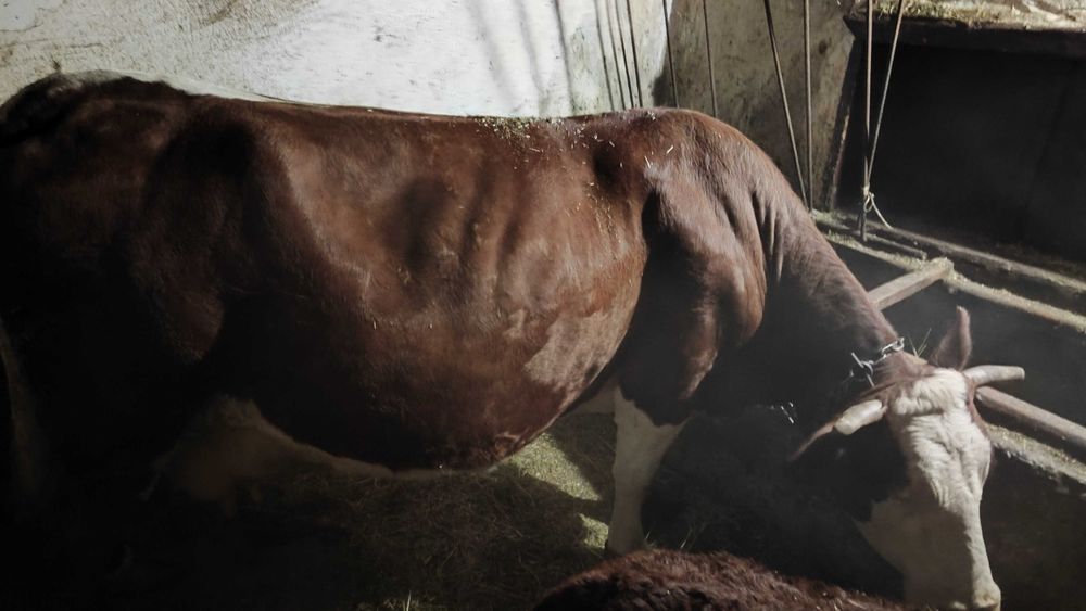 Vând vacă și vițel