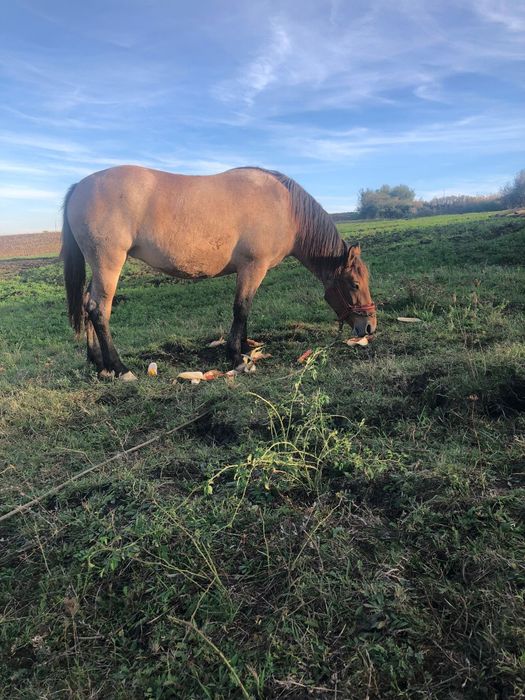 iapa de vanzare trage bine si este forte blanda