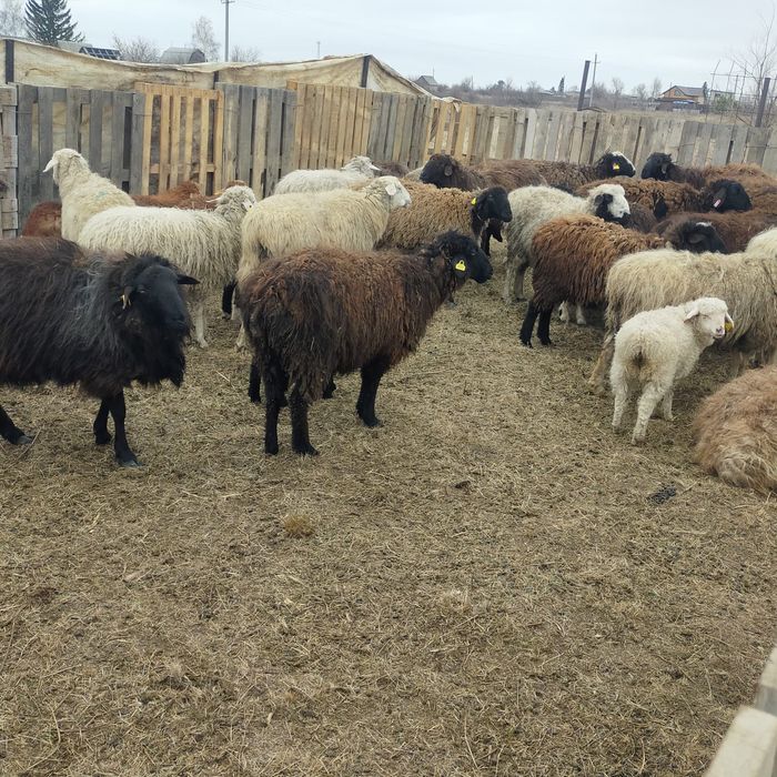 65 голов бараны ягнята