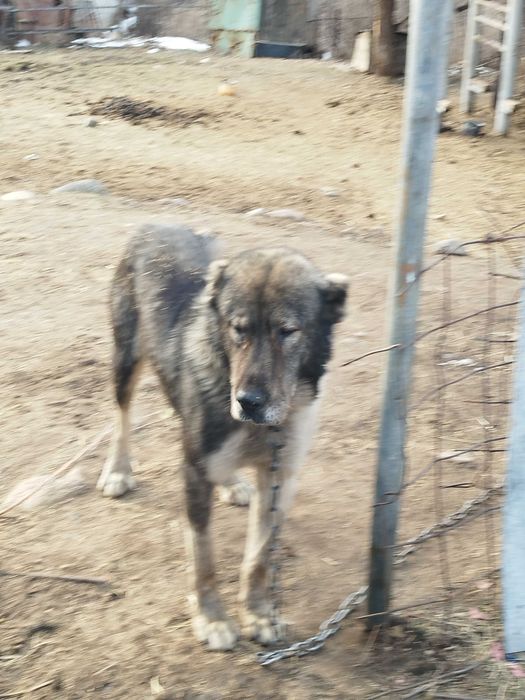 Щенки азиат, мать охотничья