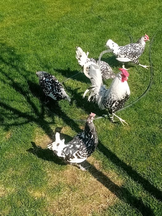 Pui de gaina Hamburg