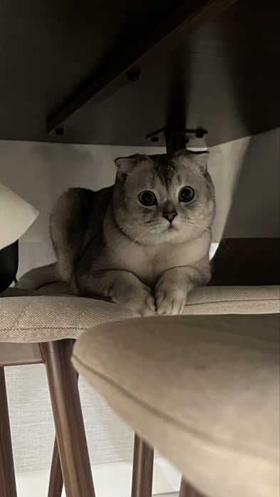Вислоухий шотландский кот 1 годик