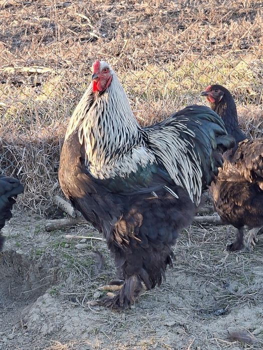 Cocoși/ouă rasă brahma