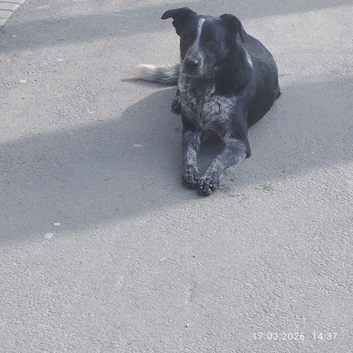 Собака сучка кто потерял