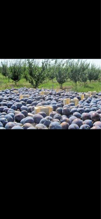 Prune pentru tuica recoltă proasată