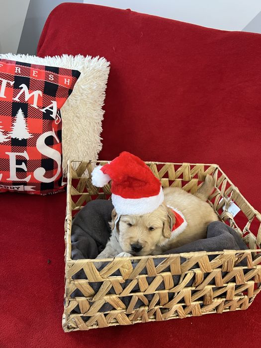 Кученца Голдън Ретривър