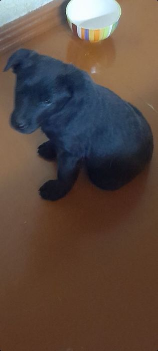 Срочно пристраивается мальчик!