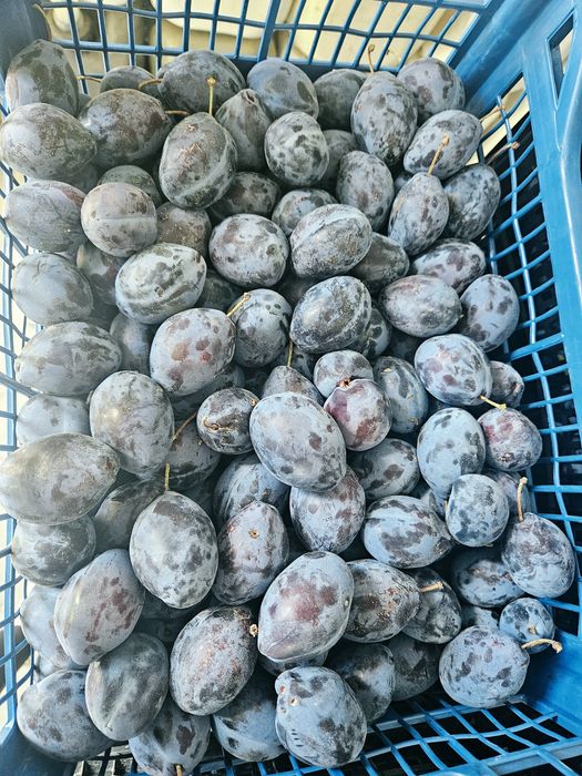 Prune de vanzare BIO